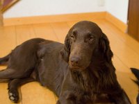 DSC 3202-Biondo-11dec2015  11 Dec 2015