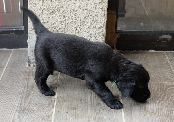 April 2 (4 weeks)