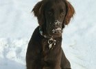 Laika Jan10 1