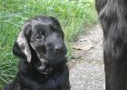 6_weeks_old