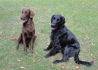 Aug. 2013 - 6 , with Elwood