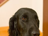 DSC 3197-Elwood-11dec2015  11 Dec 2015