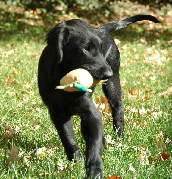 Elwood, Earl-Black de La Vie de l'Etraz,Flatcoated Retriever, 2009