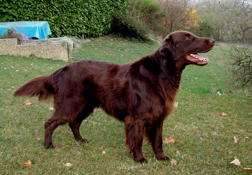 Pikachu Brown of Fundy's Bay Naiad FLatcoated Retriever 2003