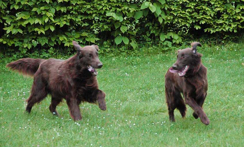 PIkachu , Laika , Flatcoated Retrievers 2010