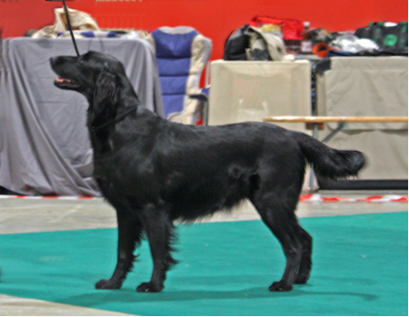 Swallowsflight Javeline Jetblack, Jojo, Flatcoated Retriever, 2010